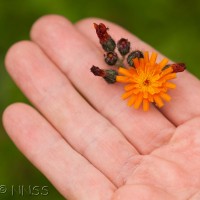 Orange Hawkweed, Fox and Cubs